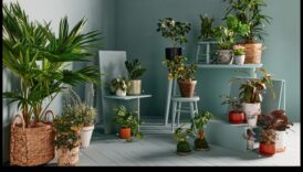 שטח צמח הבית מידע להצלחת גינון מקורה 5 מקלט לצמחי בית: סודות להצלחת גינון מקורה