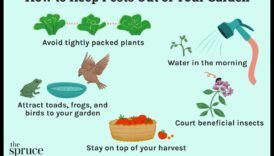 ביצור גן: שמור על מזיקים במפרץ